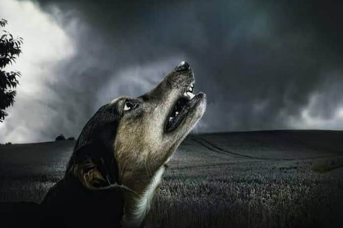 8 Alasan Penyebab Anjing Melolong Jam 3 Pagi, Apakah Ada Sebuah Mistis