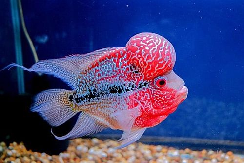 8 Jenis Ikan Louhan dan Harganya Yang Harus Diketahui Pecinta Hewan Peliharaan 2023