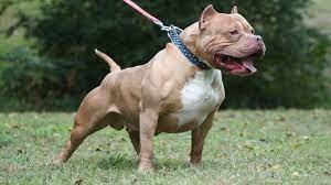 Anjing Pitbull Berasal Dari Negara Ini Penjelasannya, Jenis, Harga, Makanan, dan Cara Merawatnya 2023