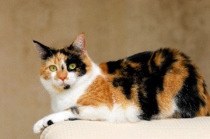 Kucing Jantan 3 Warna Dalam Islam, Fakta Wajib Diketahui Bagi Pecinta Hewan