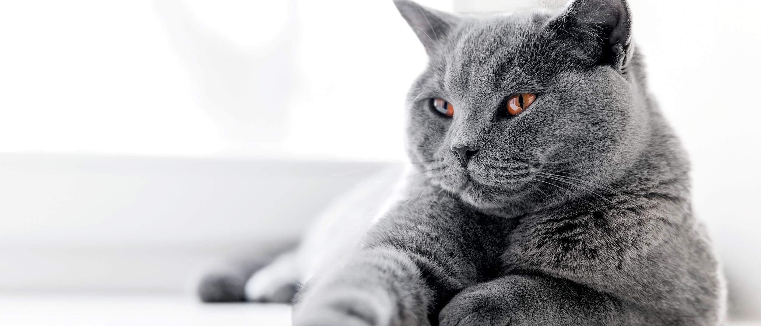 Ciri Sifat Karakteristik Kucing Malta Beserta Harganya 2023