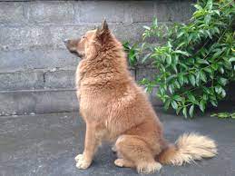 Karakteristik Anjing Kintamani Coklat Sifatnya Sangat Unik Paling Hits 2023