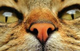 Kenapa Hidung Kucing Basah Ini Penyebab dan Cara Mengobatinya 2023