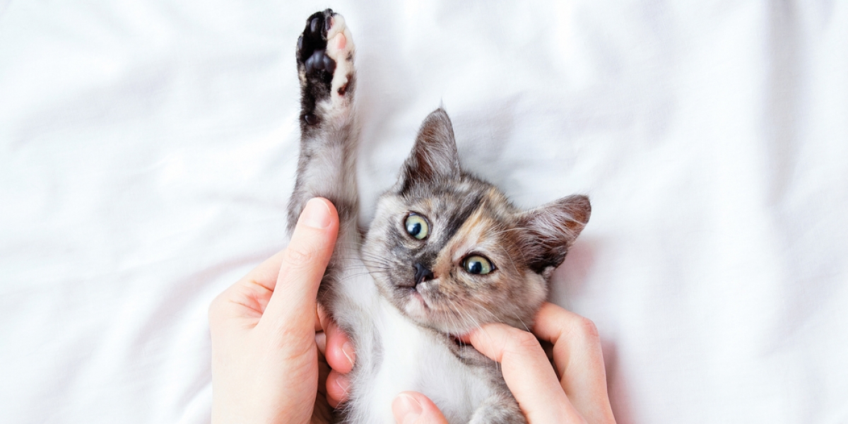 Mengapa Hidung Kucing Hitam Ini Alasan Penyebab dan Cara Mengatasinya 2023