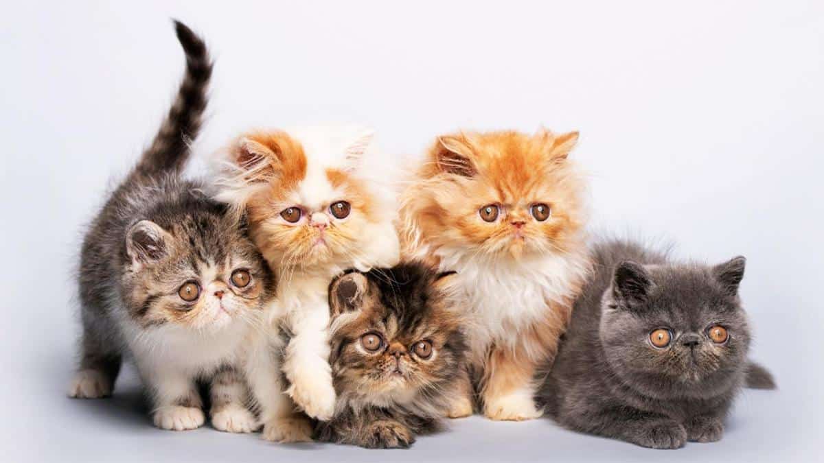 10 Manfaat Kucing Untuk Manusia dan Lingkungan Patut Diketahui 2023