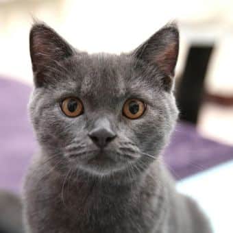 Kucing Kampung Abu Abu: Ciri Karakteristik dan Cara Merawatnya 2024 ...