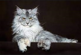 Kucing Maine Coon Jenis, Ciri Karakteristik dan Harganya Terbaru 2023