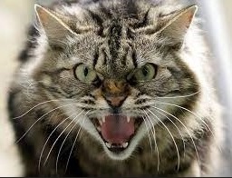 Kucing Rabies Ciri Gejala, Penyebab, Cara Menegah dan Mengobatinya Terbaru 2023
