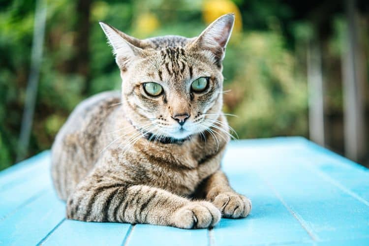 Mengenal Fakta Kucing Jawa Asli Indonesia Jarang Diketahui Banyak Orang 2023 -2024
