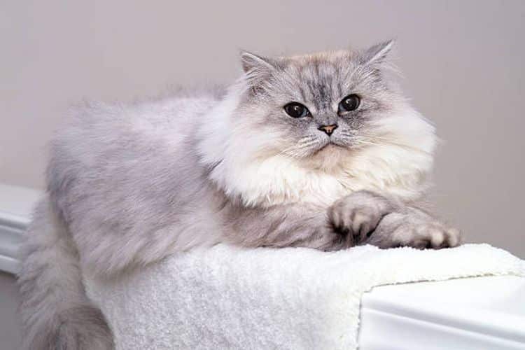 Mengenal Jenis Jenis Kucing Persia dan Harganya Terbaru 2023 Beserta Cara Merawatnya
