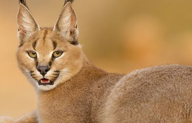Cara Memelihara dan Merawat Kucing Karakal