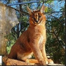 Ciri–Ciri Kucing Karakal