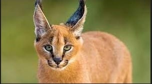 Kucing Karakal