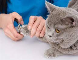 Harga Jasa Grooming Kucing Terdekat di Cengkareng