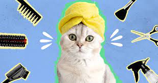 Jasa Grooming Kucing Di Cakung Jakarta Timur, Jasa Panggilan Grooming Kucing Terdekat Harga Murah 2024