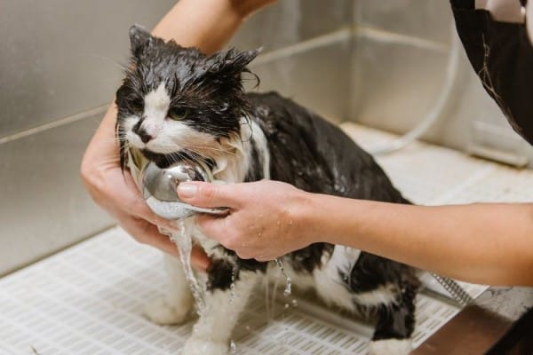 Jasa Grooming Kucing Di Cempaka Putih Jakarta Pusat, Jasa Panggilan Grooming Kucing Terdekat Harga Murah 2024