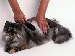 Jasa Grooming Kucing Di Cilandak Jakarta Selatan, Jasa Panggilan Grooming Kucing Terdekat Harga Murah 2024