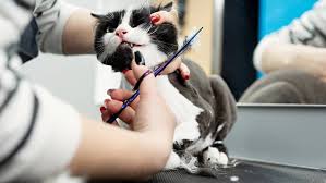 Jasa Grooming Kucing Di Cilincing Jakarta Utara, Jasa Panggilan Grooming Kucing Terdekat Harga Murah 2024