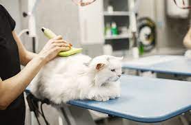 Jasa Grooming Kucing Di Cipayung Jakarta Timur, Jasa Panggilan Grooming Kucing Terdekat Harga Murah 2024