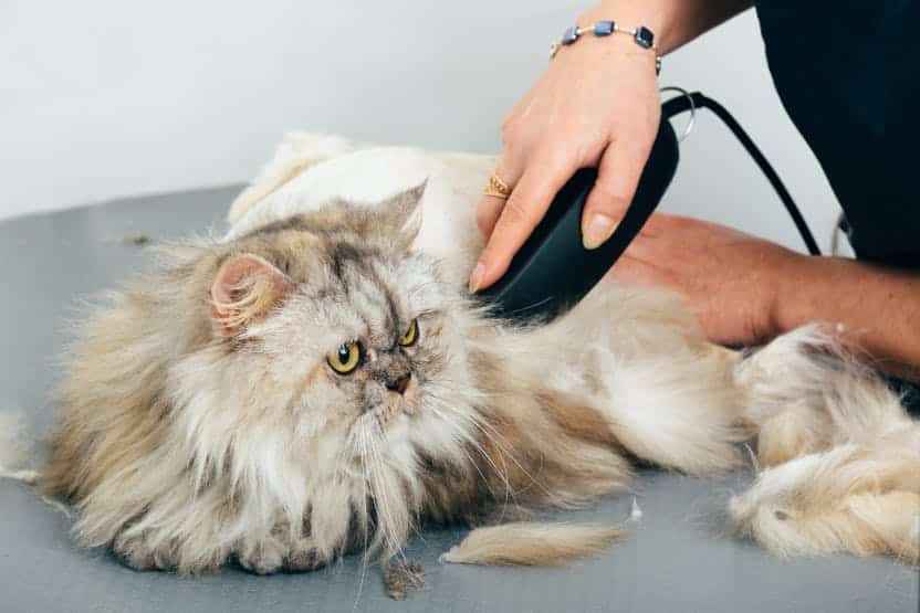 Jasa Grooming Kucing Di Ciracas Jakarta Timur, Jasa Panggilan Grooming Kucing Terdekat Harga Murah 2024