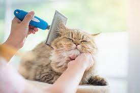 Jasa Grooming Kucing Di Duren Sawit Jakarta Timur, Jasa Panggilan Grooming Kucing Terdekat Harga Murah 2024