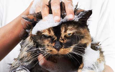 Jasa Grooming Kucing Di Grogol Petamburan Jakarta Barat, Panggilan Ke Rumah Harga Promo dan Terpercaya 2024