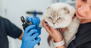 Jasa Grooming Kucing Di Jagakarsa Jakarta Selatan, Jasa Panggilan Grooming Kucing Terdekat Harga Murah 2024