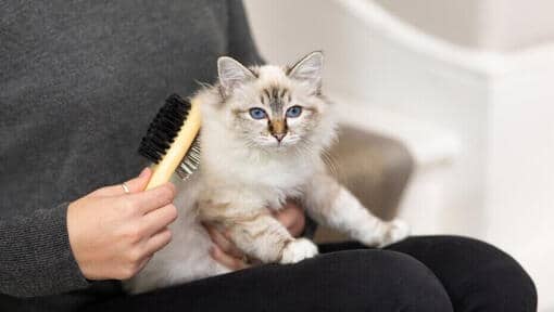 Jasa Grooming Kucing Di Jatinegara Jakarta Timur, Jasa Panggilan Grooming Kucing Terdekat Harga Murah 2024