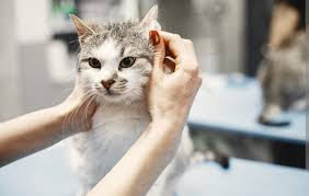Jasa Grooming Kucing Di Johar Baru Jakarta Pusat, Jasa Panggilan Grooming Kucing Terdekat Harga Murah 2024