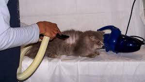 Jasa Grooming Kucing Di Kebayoran Lama Jakarta Selatan, Jasa Panggilan Grooming Kucing Terdekat Harga Murah 2024