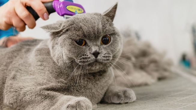 Jasa Grooming Kucing Di Kebon Jeruk Jakarta Barat, Jasa Panggilan Grooming Kucing Terdekat Harga Murah 2024