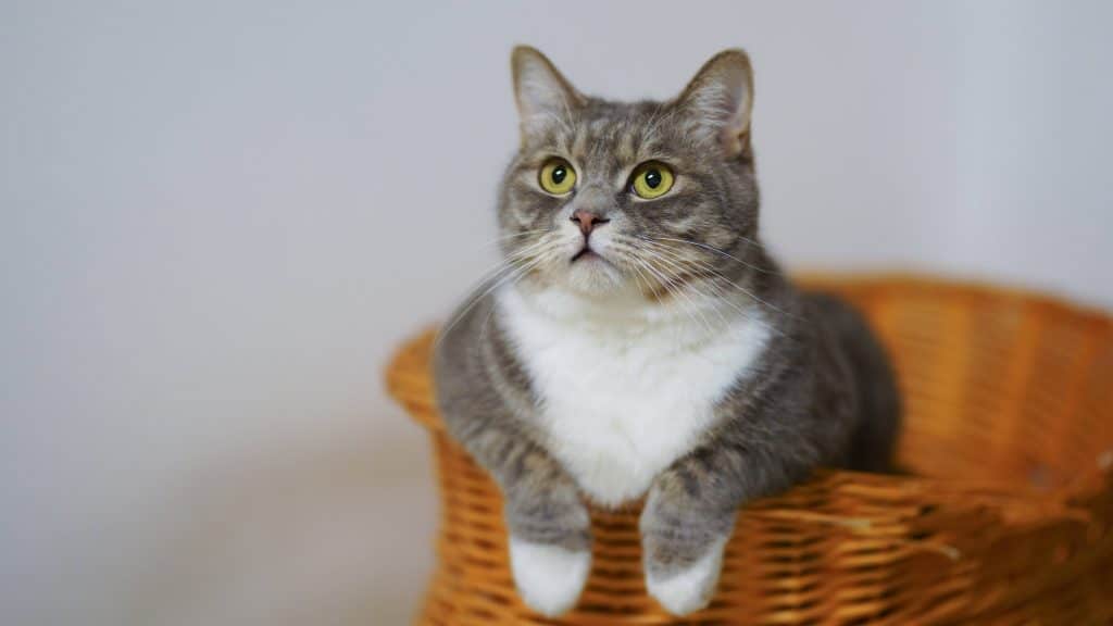 Jasa Grooming Kucing Di Kemayoran Jakarta Pusat, Jasa Panggilan Grooming Kucing Terdekat Harga Murah 2024