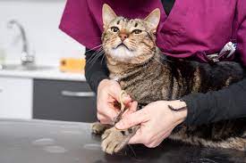 Jasa Grooming Kucing Di Kramat Jati Jakarta Timur, Jasa Panggilan Grooming Kucing Terdekat Harga Murah 2024