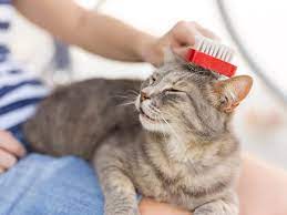 Jasa Grooming Kucing Di Makasar Jakarta Timur, Jasa Panggilan Grooming Kucing Terdekat Harga Murah 2024