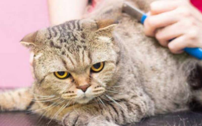 Jasa Grooming Kucing Di Menteng Jakarta Pusat, Jasa Panggilan Grooming Kucing Terdekat Harga Murah 2024