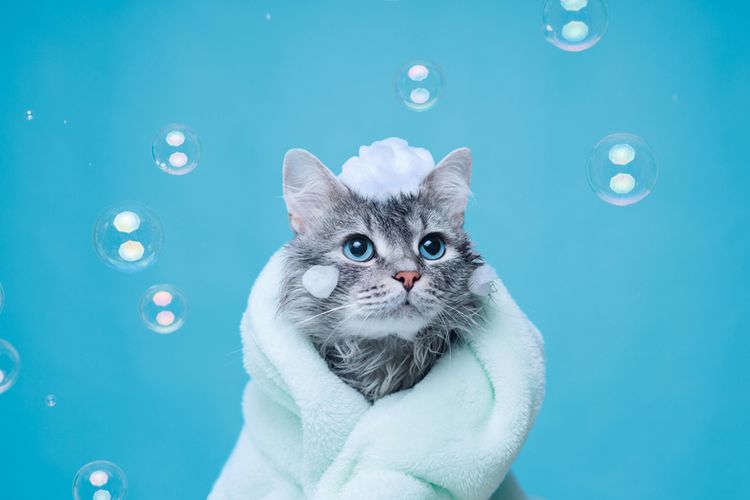 Jasa Grooming Kucing Di Palmerah Jakarta Barat, Jasa Panggilan Grooming Kucing Terdekat Harga Murah 2024