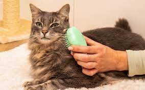 Jasa Grooming Kucing Di Pancoran Jakarta Selatan, Jasa Panggilan Grooming Kucing Terdekat Harga Murah 2024