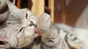 Jasa Grooming Kucing Di Pesanggrahan Jakarta Selatan, Jasa Panggilan Grooming Kucing Terdekat Harga Murah 2024