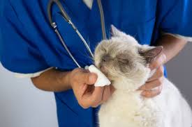 Jasa Grooming Kucing Di Senen Jakarta Pusat, Jasa Panggilan Grooming Kucing Terdekat Harga Murah 2024