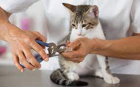 Jasa Grooming Kucing Di Setiabudi Jakarta Selatan, Jasa Panggilan Grooming Kucing Terdekat Harga Murah 2024