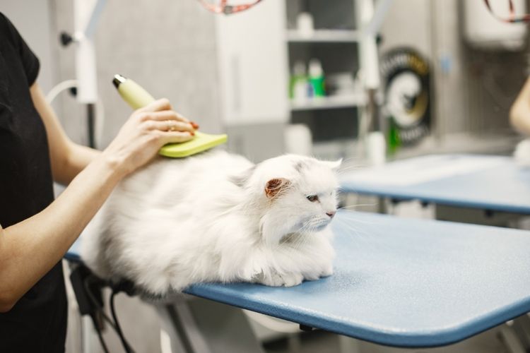 Jasa Grooming Kucing Di Taman Sari Terdekat Jakarta Barat, Jasa Panggilan Grooming Kucing Ke Rumah Harga Murah dan Terpercaya 2024