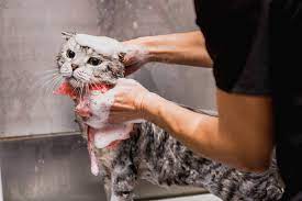 Jasa Grooming Kucing Di Tambora Jakarta Barat, Jasa Panggilan Grooming Kucing Ke Rumah Harga Murah dan Terpercaya 2024