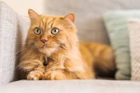 Biaya Jasa Vaksin kucing di Jakarta Timur, Utara, Barat, Selatan dan Pusat Terbaru 2024