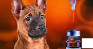 Jasa Vaksin Anjing di Duren Sawit Jakarta Timur, Harga Biaya, Jenis Vaksinasi Rabies bagi Anjing
