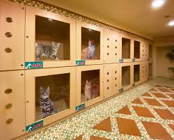 Tempat Penitipan Kucing di Cengkareng Jakarta Barat 2024, Fasilitas Lengkap, Cara Memilih, Syarat dan Harga Murah Dengan Service Memuaskan