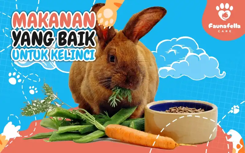 Makanan yang baik untuk kelinci