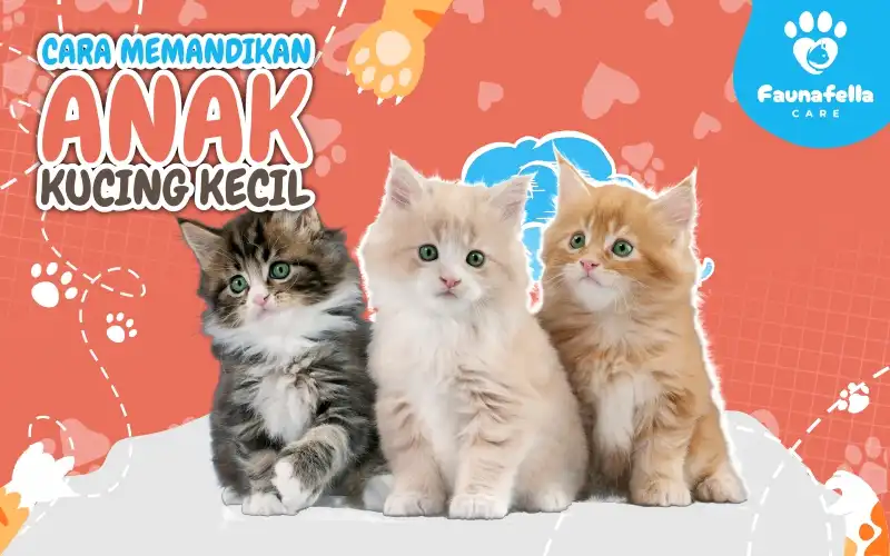 Cara Memandikan Anak Kucing Kecil