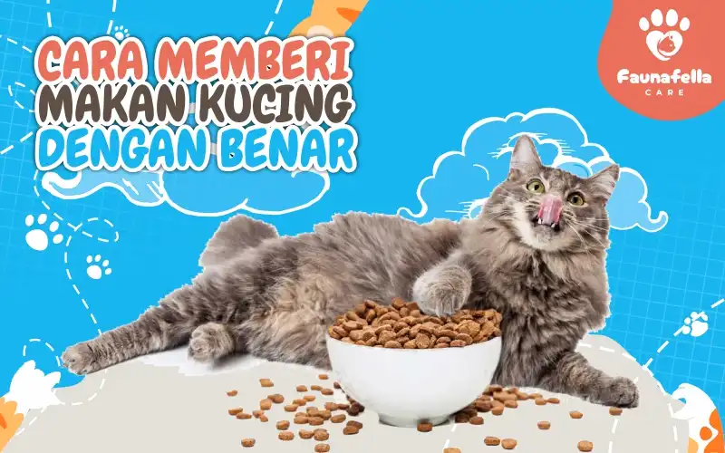 Cara Memberi Makan Kucing