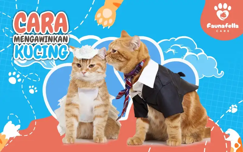 Cara Mengawinkan Kucing persia Anggora