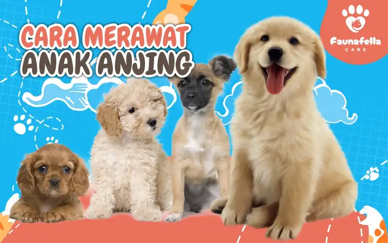 Cara Merawat Anak Anjing